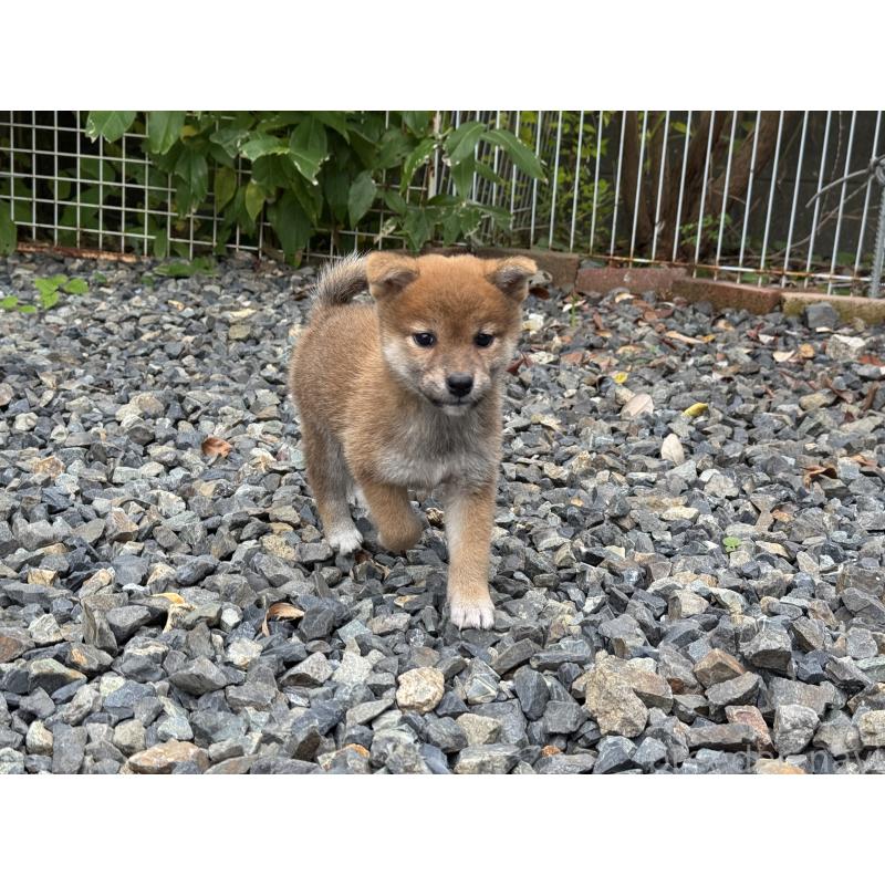 成約済の岡山県の柴犬-421393の2枚目
