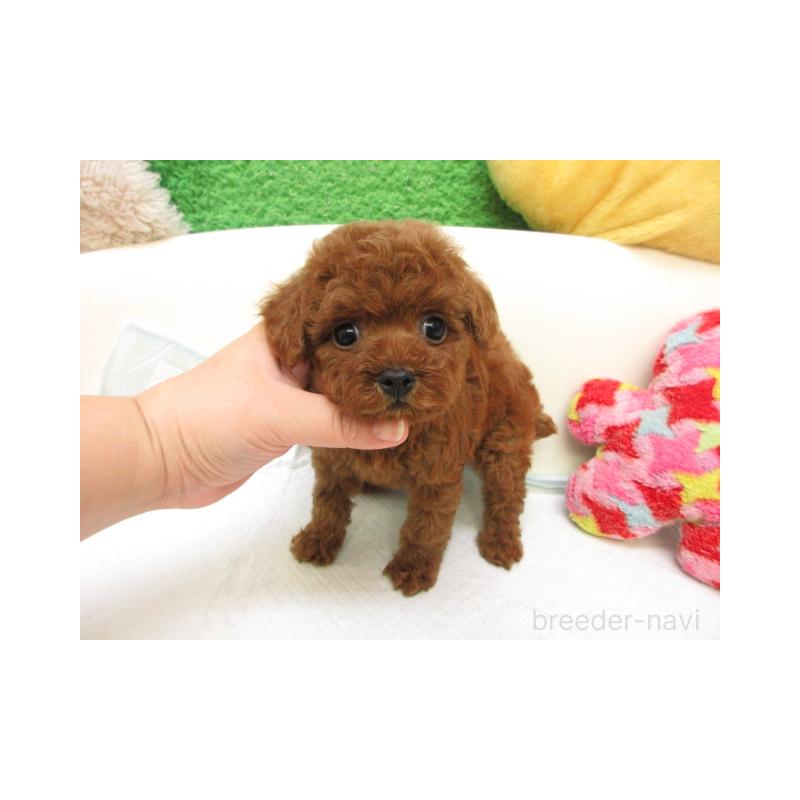 販売中の大阪府のトイプードル-424994の2枚目