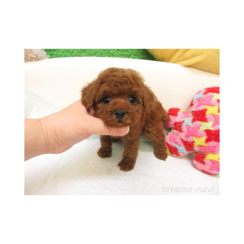 販売中の大阪府のトイプードル-424994