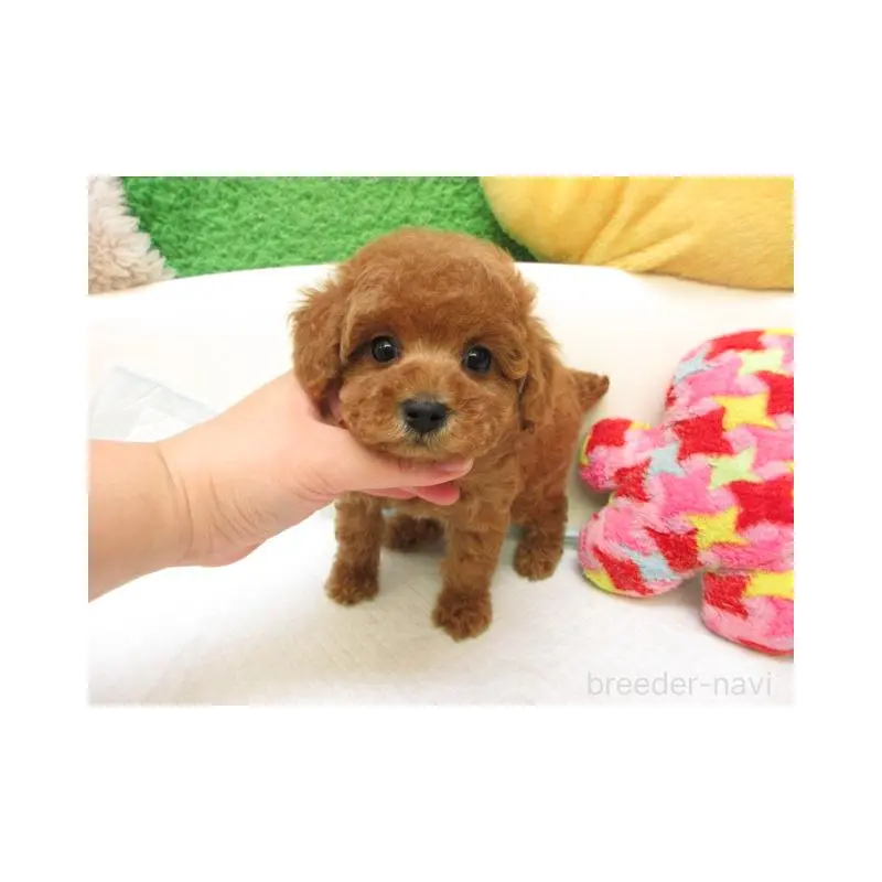 販売中の大阪府のトイプードル-424995の1枚目