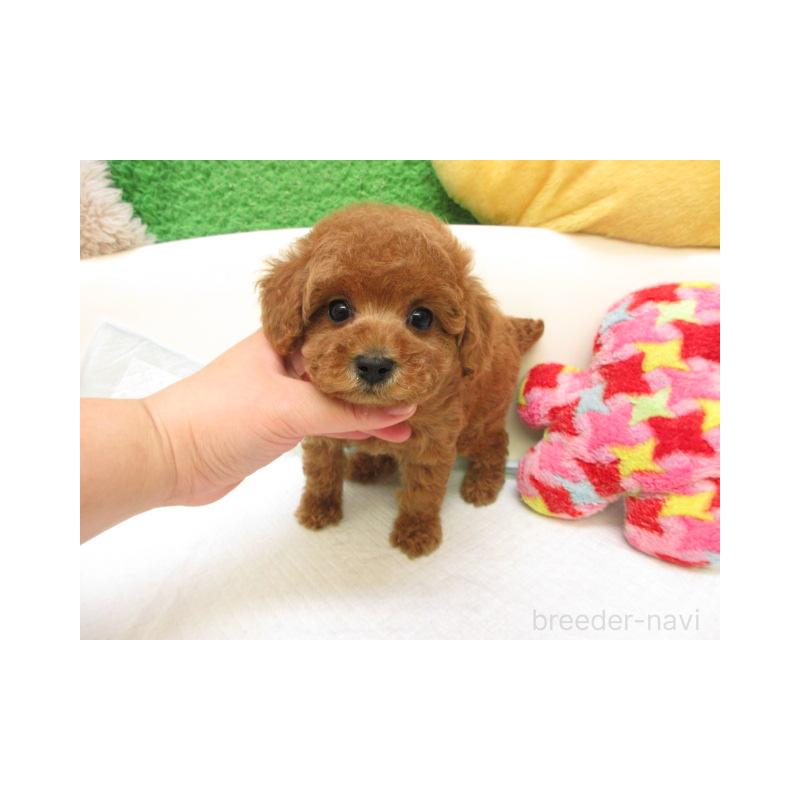 販売中の大阪府のトイプードル-424995の2枚目