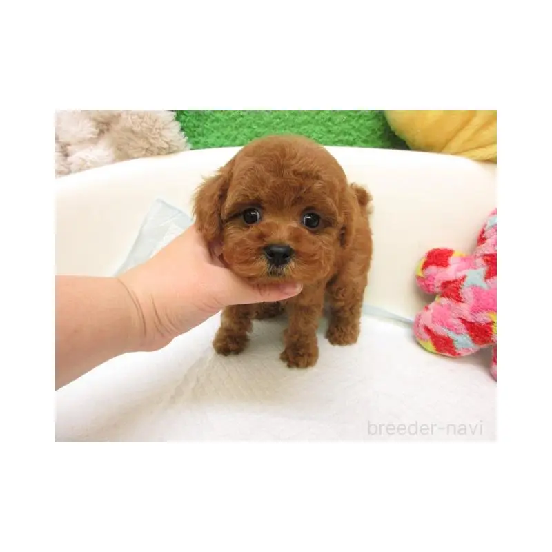 販売中の大阪府のトイプードル-424996