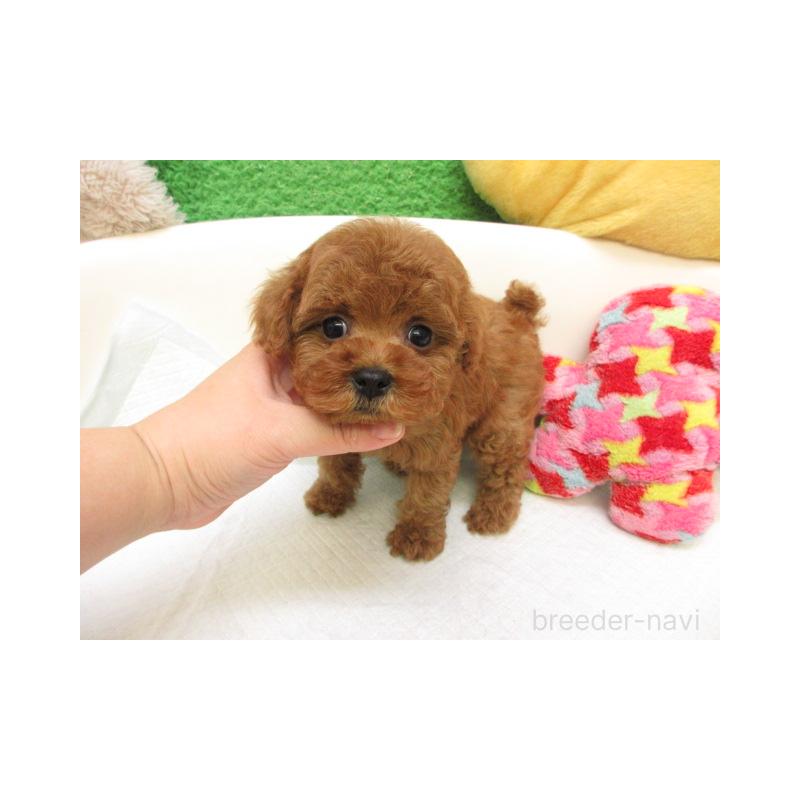 販売中の大阪府のトイプードル-424996の2枚目