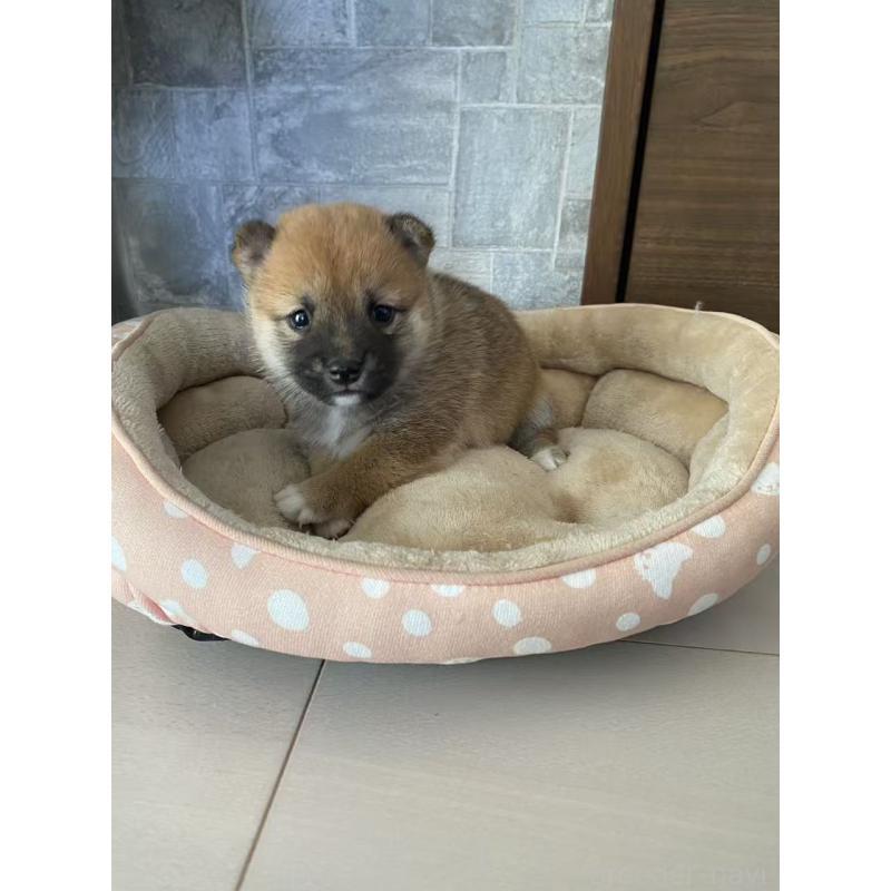 販売中の茨城県の豆柴-424997の5枚目