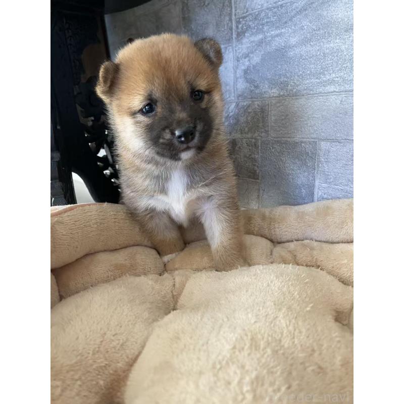 販売中の茨城県の豆柴-424997の4枚目