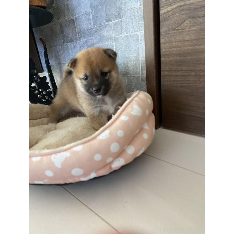 販売中の茨城県の豆柴-424997の3枚目