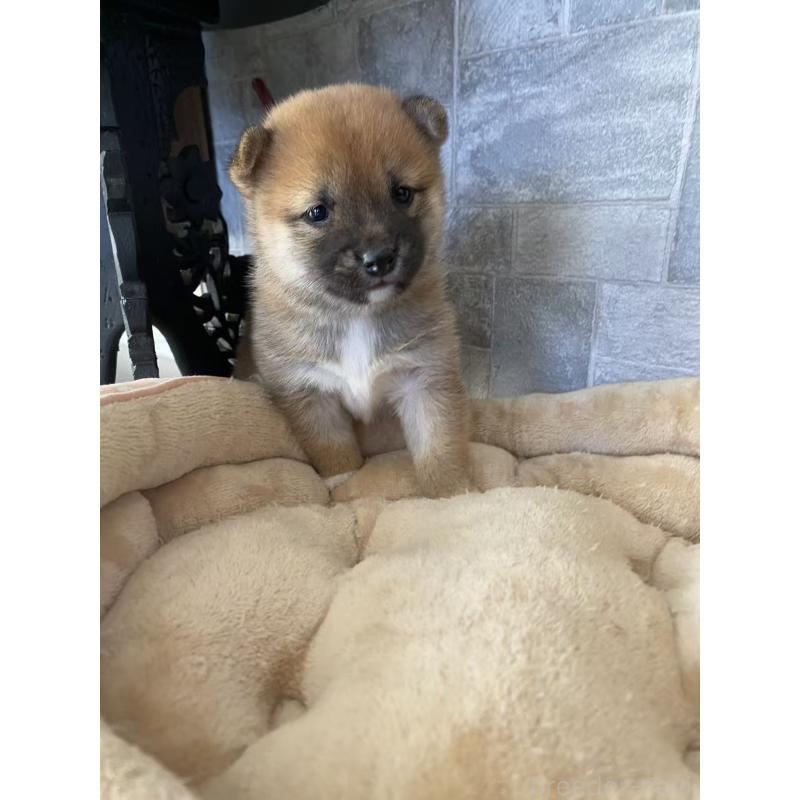 販売中の茨城県の豆柴-424997の2枚目