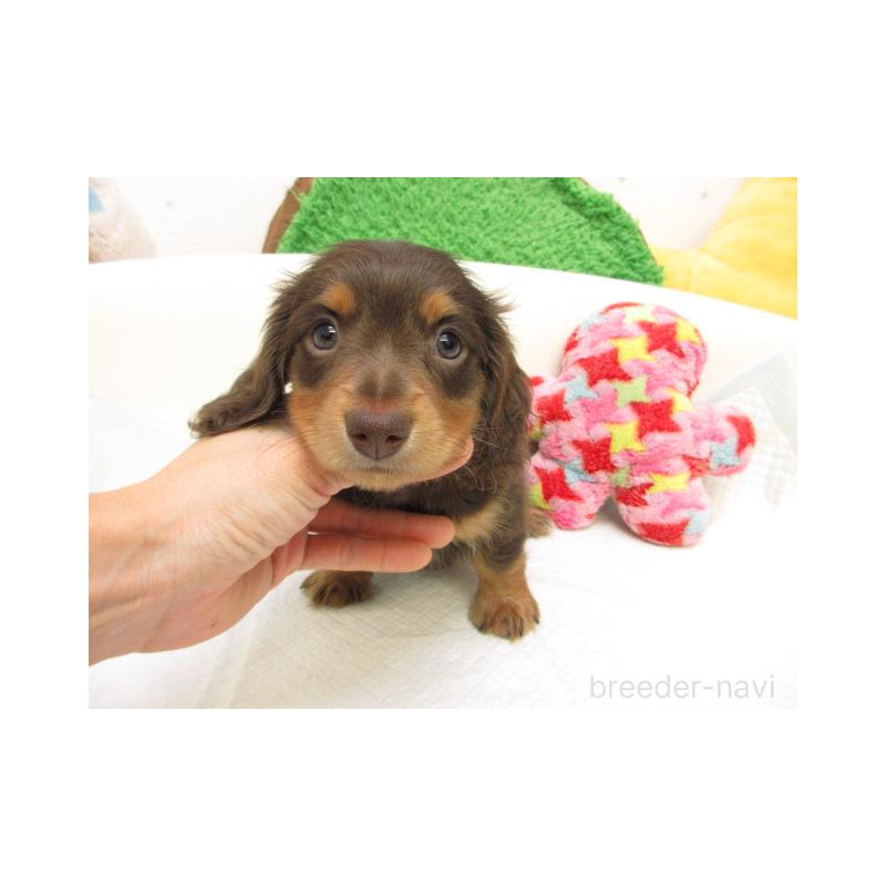 販売中の大阪府のミニチュアダックスフンド(ロングヘアード)-424998の1枚目