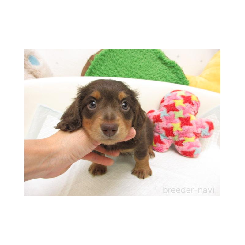 販売中の大阪府のミニチュアダックスフンド(ロングヘアード)-424998の2枚目