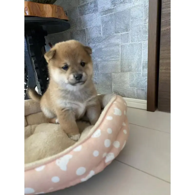 販売中の茨城県の豆柴-425000の8枚目