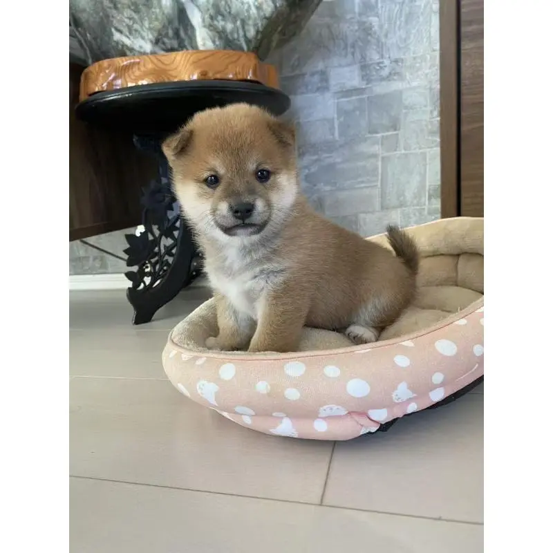 販売中の茨城県の豆柴-425000の7枚目