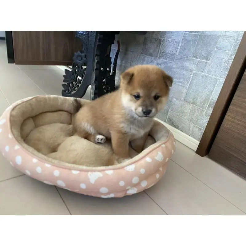 販売中の茨城県の豆柴-425000の5枚目