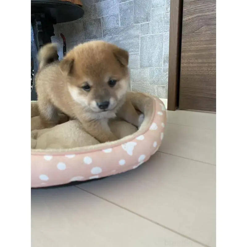 販売中の茨城県の豆柴-425000の6枚目