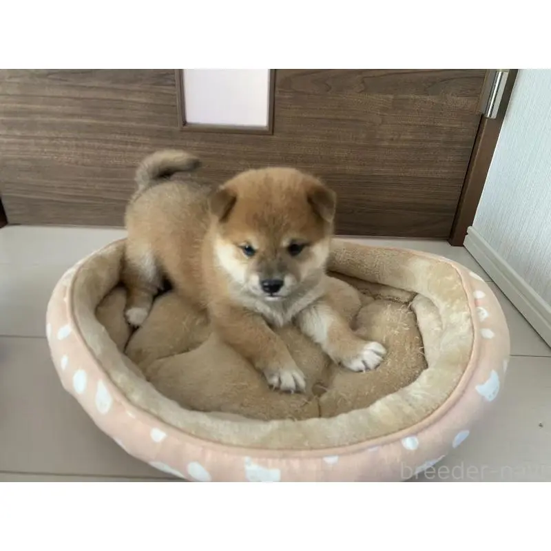 販売中の茨城県の豆柴-425000の4枚目