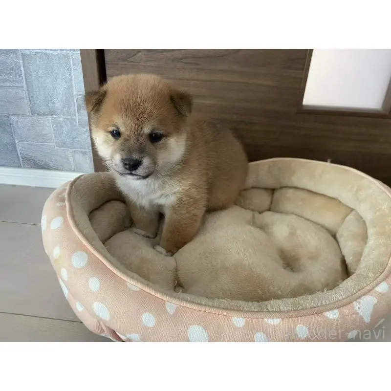 販売中の茨城県の豆柴-425000の2枚目