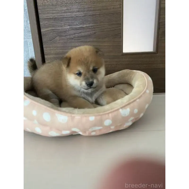 販売中の茨城県の豆柴-425000の3枚目