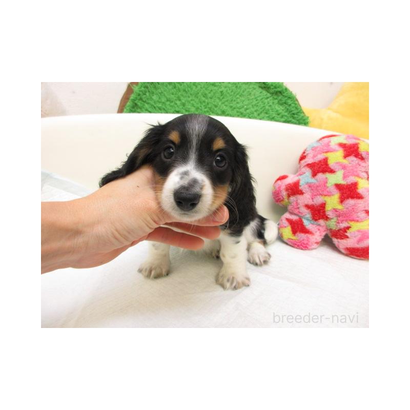 販売中の大阪府のミニチュアダックスフンド(ロングヘアード)-424999の1枚目