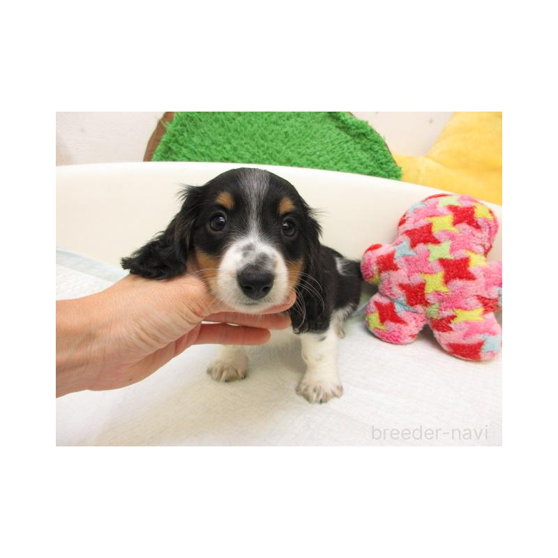 販売中の大阪府のミニチュアダックスフンド(ロングヘアード)-424999の2枚目