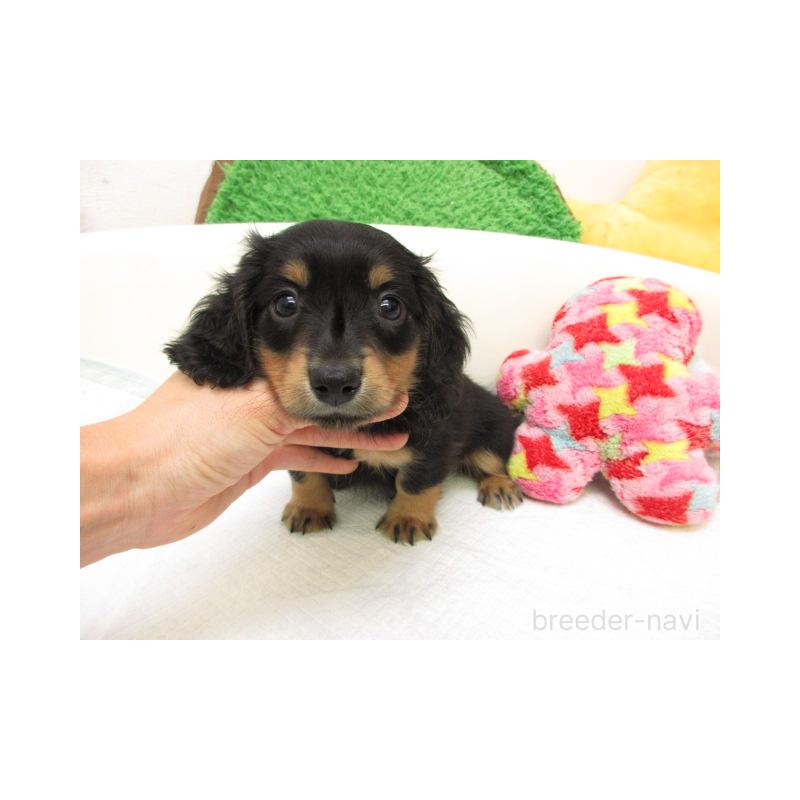 販売中の大阪府のミニチュアダックスフンド(ロングヘアード)-425001の1枚目