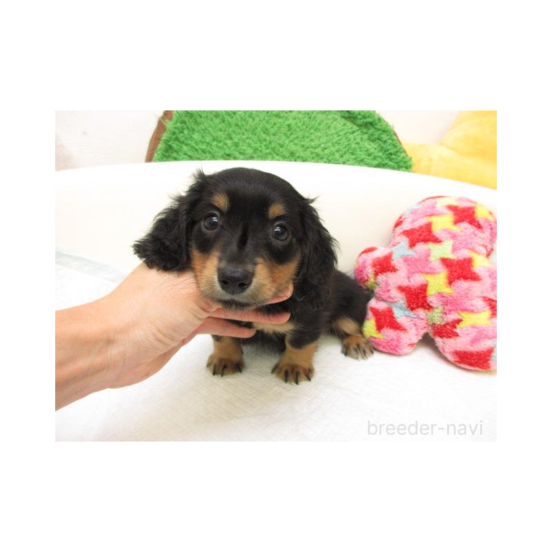 販売中の大阪府のミニチュアダックスフンド(ロングヘアード)-425001の2枚目