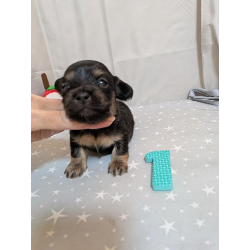 販売中の愛知県のチワックス:チワワ×ミニチュアダックスフンド-425002の5枚目