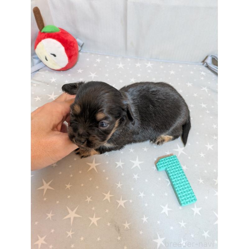 販売中の愛知県のチワックス:チワワ×ミニチュアダックスフンド-425002の4枚目