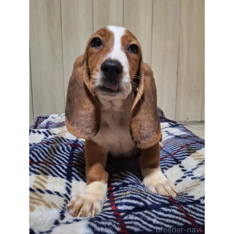 販売中の神奈川県のミックス犬-412992の11枚目