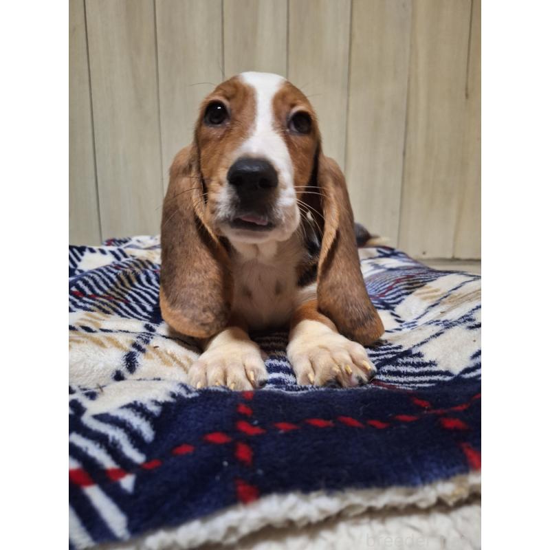 販売中の神奈川県のミックス犬-412992の10枚目