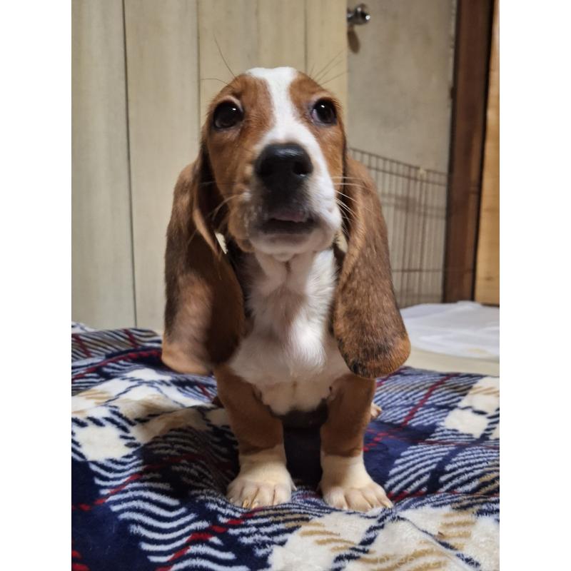 販売中の神奈川県のミックス犬-412992の9枚目