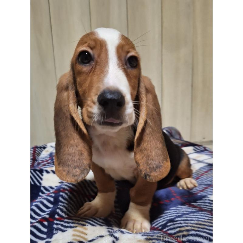 販売中の神奈川県のミックス犬-412992の8枚目