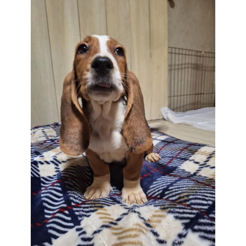 販売中の神奈川県のミックス犬-412992の7枚目