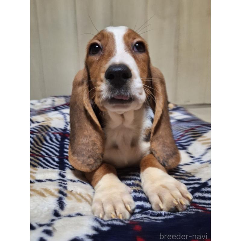 販売中の神奈川県のミックス犬-412992の6枚目