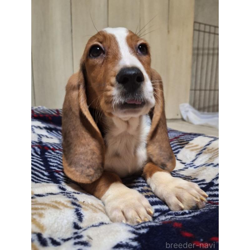 販売中の神奈川県のミックス犬-412992の5枚目