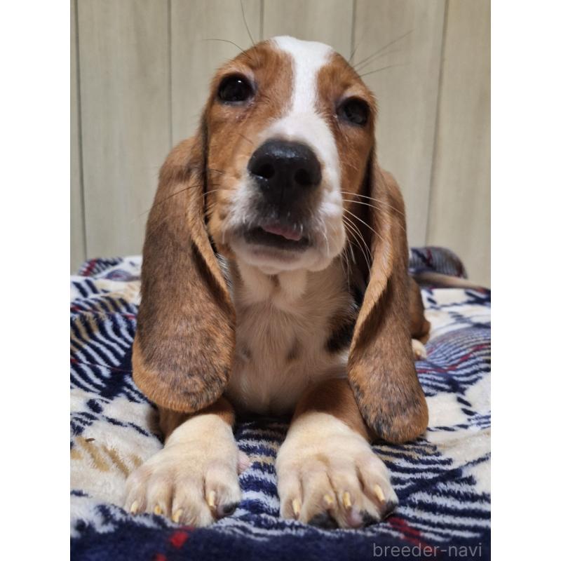 販売中の神奈川県のミックス犬-412992の4枚目