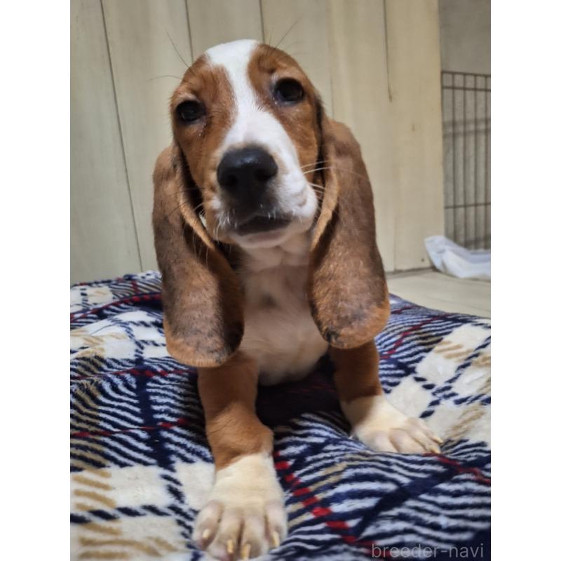 販売中の神奈川県のミックス犬-412992の3枚目