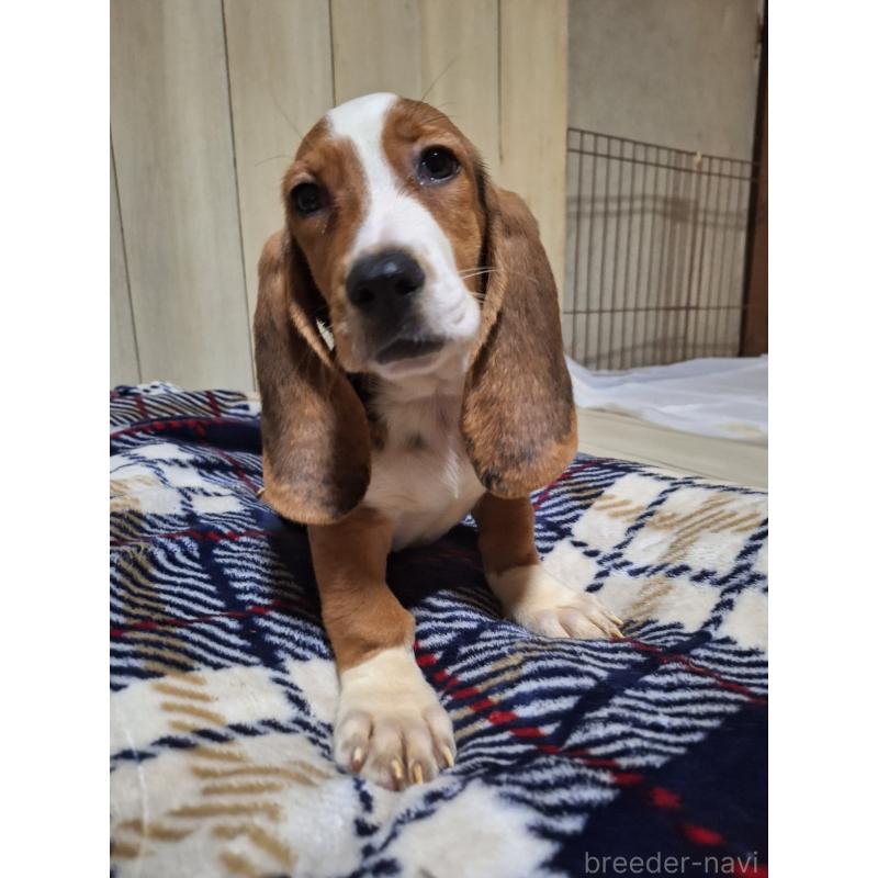 販売中の神奈川県のミックス犬-412992の2枚目