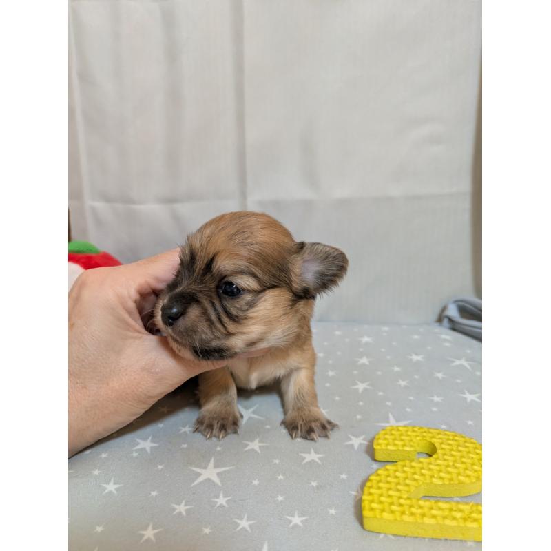 販売中の愛知県のチワックス:チワワ×ミニチュアダックスフンド-425004の4枚目