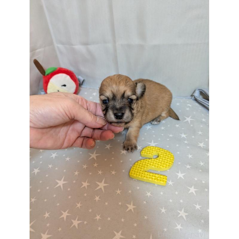 販売中の愛知県のチワックス:チワワ×ミニチュアダックスフンド-425004の3枚目