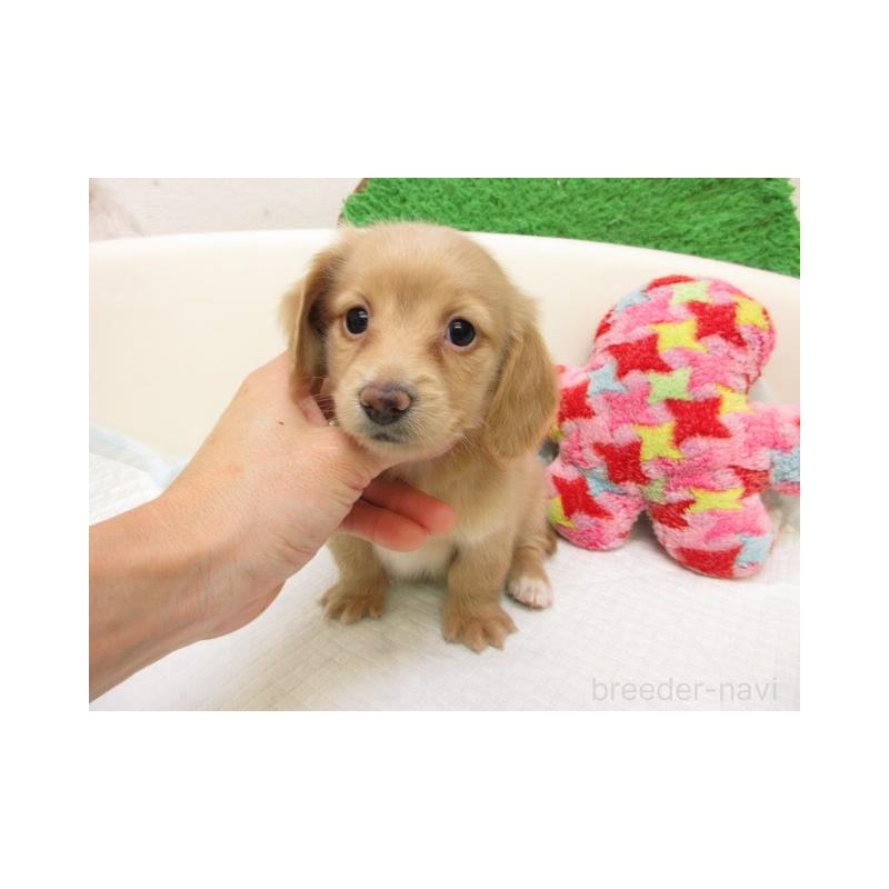 販売中の大阪府のミニチュアダックスフンド(ロングヘアード)-425003の2枚目