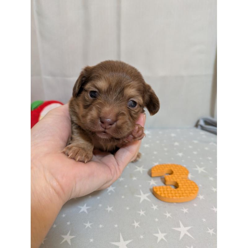 販売中の愛知県のチワックス:チワワ×ミニチュアダックスフンド-425005の5枚目