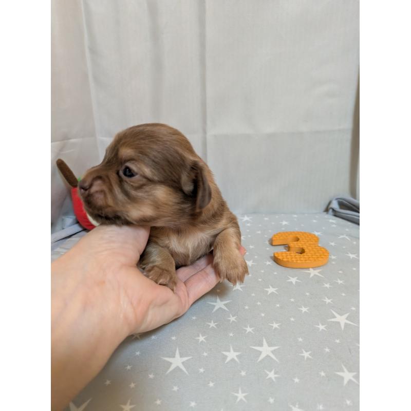 販売中の愛知県のチワックス:チワワ×ミニチュアダックスフンド-425005の4枚目