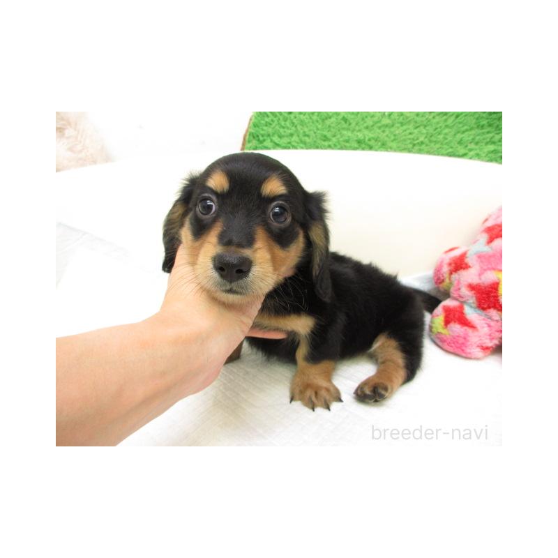 販売中の大阪府のミニチュアダックスフンド(ロングヘアード)-425006