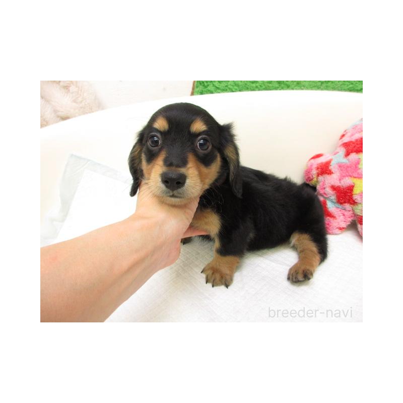 販売中の大阪府のミニチュアダックスフンド(ロングヘアード)-425006の2枚目