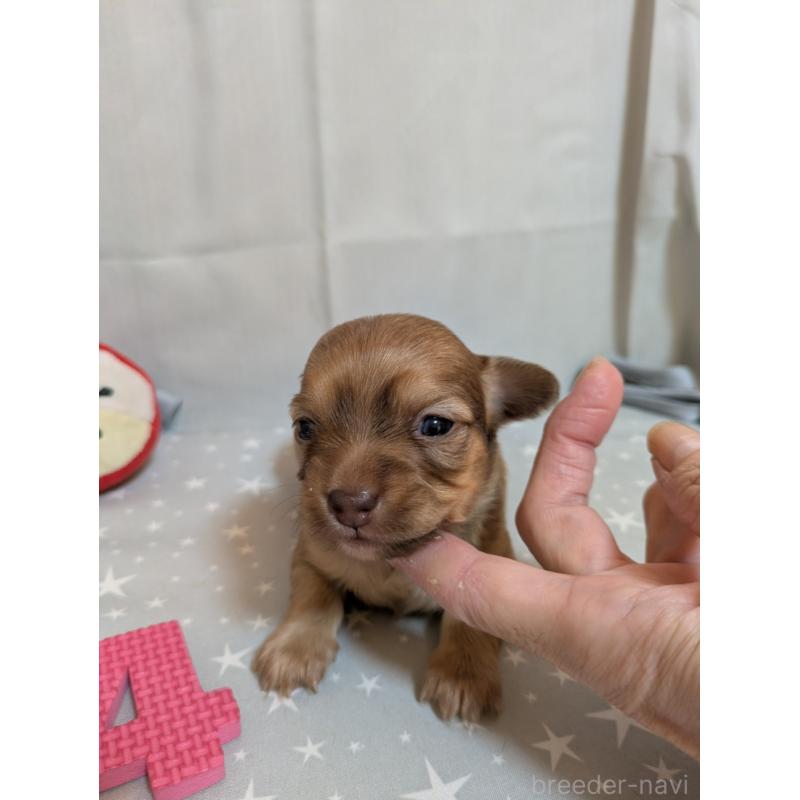 商談中の愛知県のチワックス:チワワ×ミニチュアダックスフンド-425007の5枚目