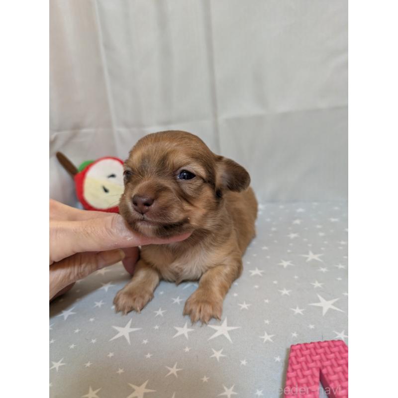 商談中の愛知県のチワックス:チワワ×ミニチュアダックスフンド-425007の4枚目