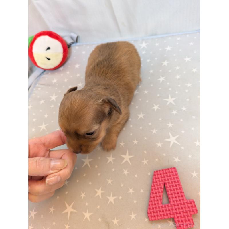 商談中の愛知県のチワックス:チワワ×ミニチュアダックスフンド-425007の3枚目