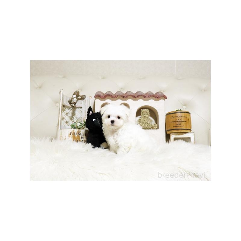 販売中の佐賀県のマルチーズ-425008の5枚目