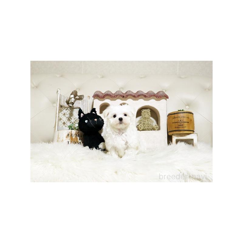 販売中の佐賀県のマルチーズ-425008の4枚目