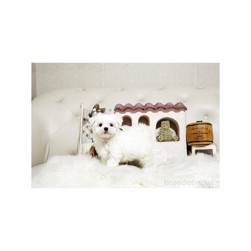 販売中の佐賀県のマルチーズ-425008の2枚目