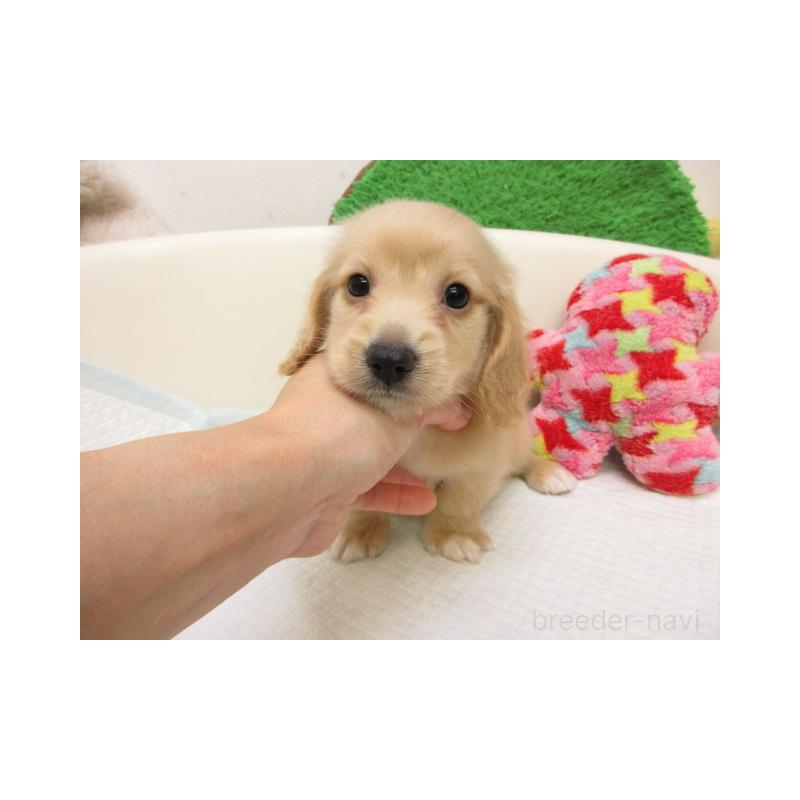 販売中の大阪府のミニチュアダックスフンド(ロングヘアード)-425009の2枚目